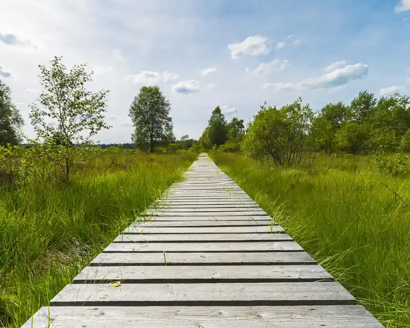 PE_woodenpath Holzlatten bilden einen Weg durch eine grüne Wiese, rundherum ein paar Bäume.
