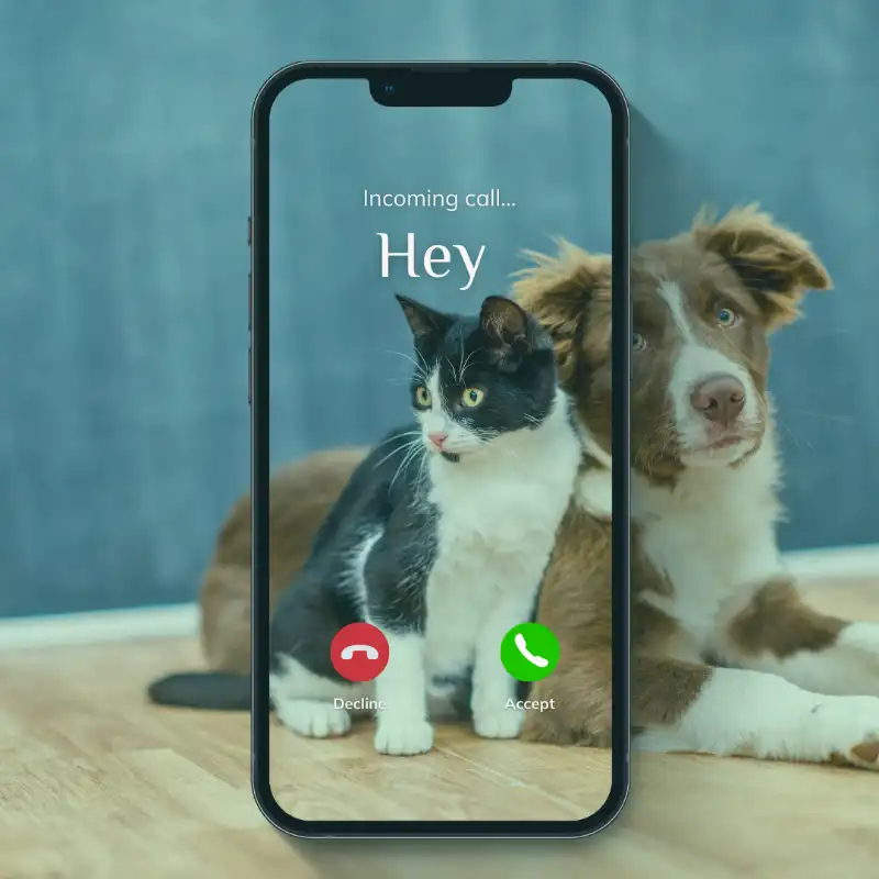 TK_Ablauf1 Braunweisser liegender Hund und schwarzweisse sitzende Katze betrachtet durch den Rahmen eines Mobiltelefons.