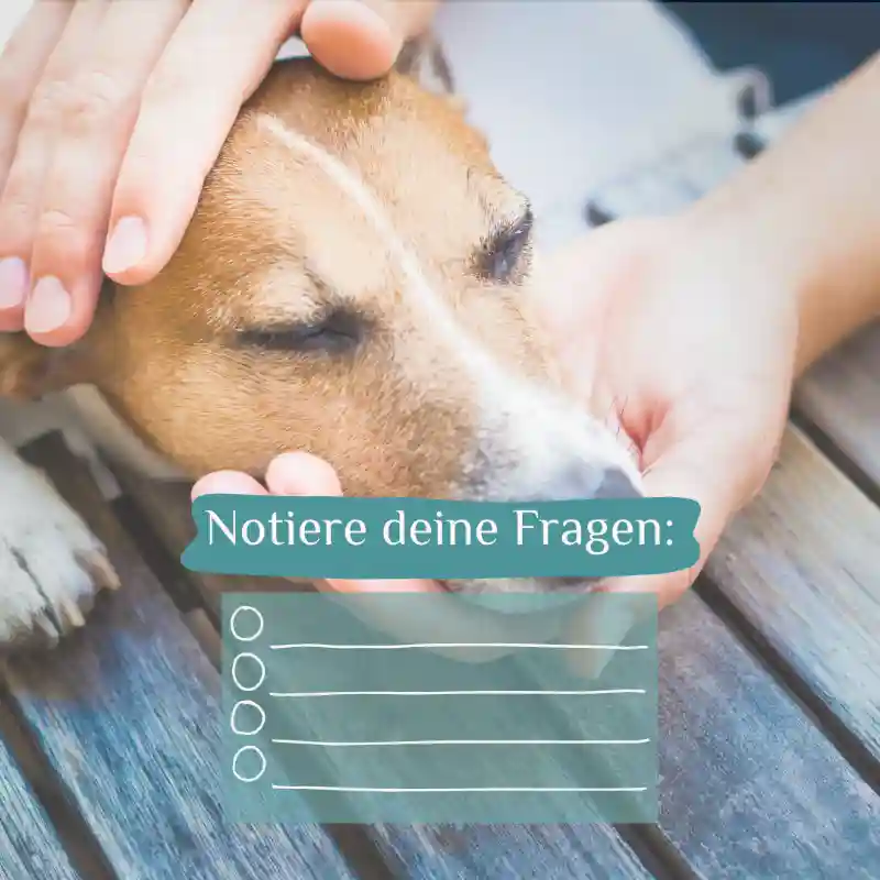 TK_Ablauf2 Kopf eines Hunden liegt liebevoll in den Händen einer Person, darunter leere Linien mit dem Titel "Notiere deine Fragen".
