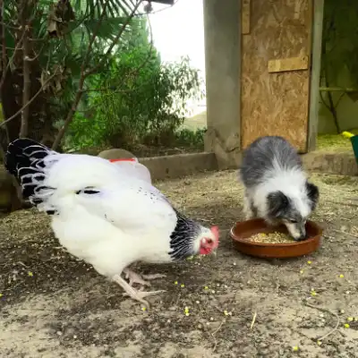 TK_header2 Huhn und Sheltie vor dem Hühnerstall tun sich am selben Futternapf gütlich.