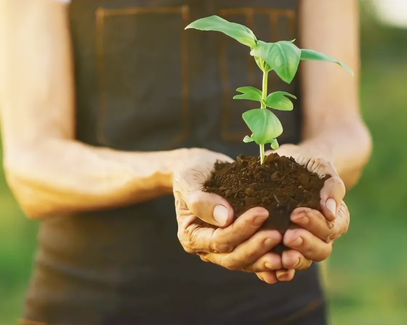 pflanze Frau in braunem Overall hält etwas Erde in der Hand aus der ein Setzling wächst. Es sind nur die Hände mit der Pflanze scharf zu sehen.