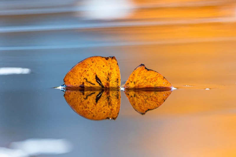 Leiden-ist-keine-tugend