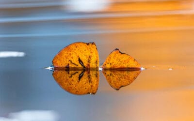 Warum Leiden keine Tugend ist – und wie du dich aus der Opferrolle befreist